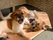 Jack Russell Welpen - Züberwangen