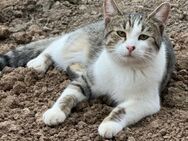 🐾 Lidl Dein neuer bester Freund? 🐾 - Eislingen (Fils)