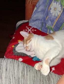 Katerchen sucht neues liebevolles Zuhause - Uelzen Zentrum