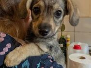 Menschenbezogene, zauberhafte Clio - Kallmünz