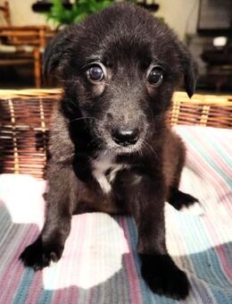 Kleine Peewy sucht ihr Zuhause - Berlin