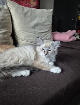 Süßer Kater sucht ein Liebevolles Zuhause - Itzehoe