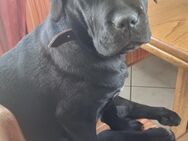 Cane Corso Welpe - Dingolfing