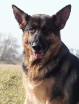 Schäferhund in gute Hände abzugeben - Zerbst (Anhalt) Bornum