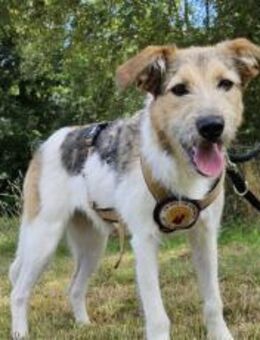 Wuscheliges Hundemädchen Paula - München