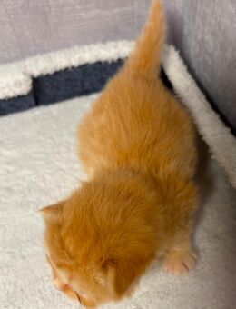 BKH/BLH Kitten - Schlitz