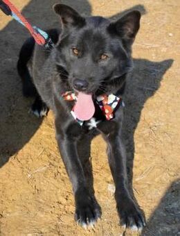 Pablo wünscht sich ein Zuhause oder PS ♥ - Ebstorf (Klosterflecken)