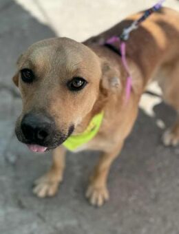 Traumhund Pim sucht ein Körbchen ❤️ - Großefehn