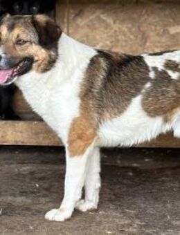 Marlo sucht eine liebevolle Hand 🐾 - Elsdorf (Nordrhein-Westfalen)