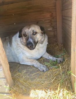 🌸Betty sucht Geborgenheit🌸NOTFALL - Eislingen (Fils)