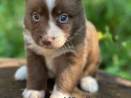 Miniatur Australian Shepherd, Aussie, Australien - Brilon