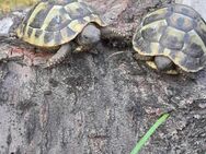 Griechische Landschildkröten Nachzucht aus 2024 - Klingenberg