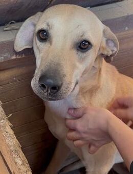 KALINKA ~ mutiges sensibles Mädel - Duisburg