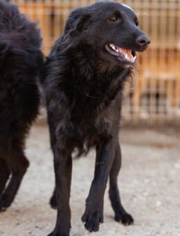 Duke 💗 junger, verspielter Hundebub! - Hamburg