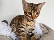 Reinrassige Bengal Kitten - Hamm