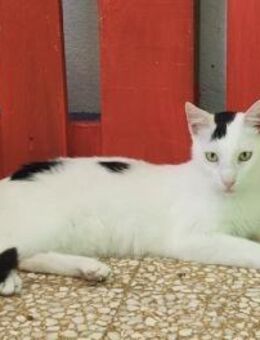 Elvis, freundlicher Schmuser, ca. 4 Jahr - Vaterstetten