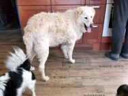 Fido wünscht sich ein eigenes Körbchen - Neuss