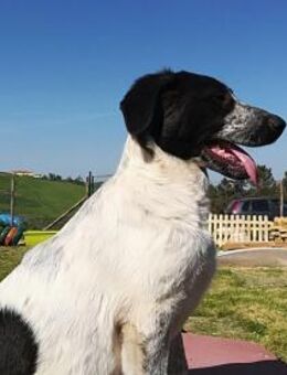 Brenda - Zuhause mit ❤️ gesucht - Grevenbroich