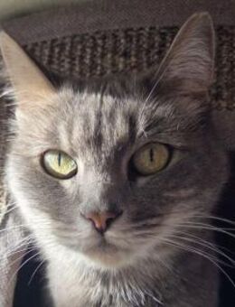 HAZY-wunderschöne, freundliche Katze - Rösrath