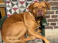 Tyson sucht ein neues zuhause - Nettetal