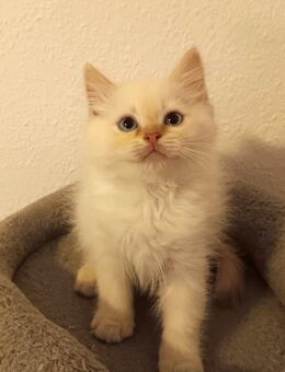 Süße Heilige Birma - Perser Katzenbabys, Babykatzen, Kitten, Katzen Perserkatze, cats - Berlin