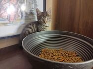 Main coon Mix Karter - Coswig (Anhalt)
