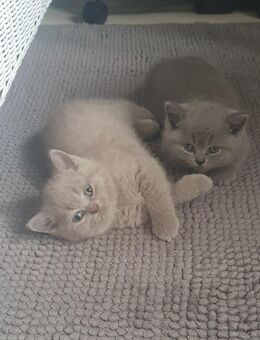 BKH Kitten Mädchen - Dortmund