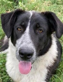 Baneike, geb. ca. 09/2022, Griechenland - Markdorf