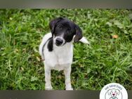 Chip 223314: Hundekind sucht ein Zuhause - Kirchzell