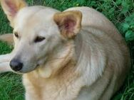 Zuhause für Tove gesucht - München