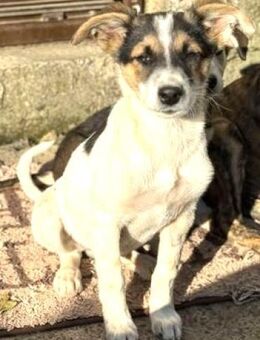 SAMUEL - super freundlicher Welpe...... - Kempen