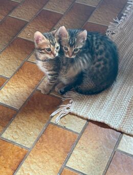 Brown Spotted Tabby Bengal - Hebertshausen