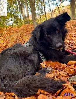 Alfa der sanfte Kerl - Kissing