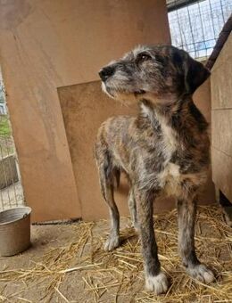 Ruby; herzlos abgeschoben - Geilenkirchen
