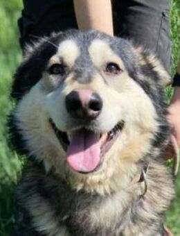 Freundlicher MICKY sucht Zuhause - Gefrees