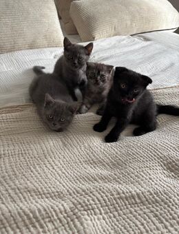 Reinrassiger Britisch Kurzhaar Kater - Östringen