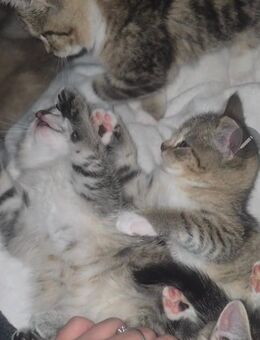 Süße Katzenbabys suchen sich ein neues Zuhause! - Hagen (Stadt der FernUniversität) Eilpe