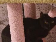 Loki sucht sein Für-immer-Zuhause - Margetshöchheim