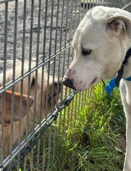 Aramis - toller Weggefährte - VORGEMERKT - Krefeld