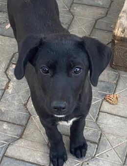 🌸 Liebes Welpenmädchen Zoe 🌸 - Eislingen (Fils)