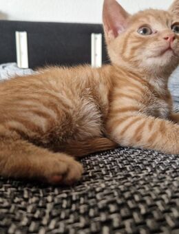 orangefarbene Kätzchen - Zierenberg