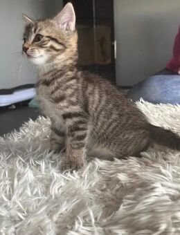 Süße Katze aus Göttingen in liebevolle Händen abzugeben - Göttingen