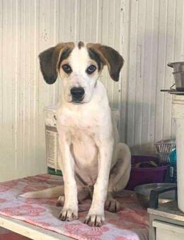 Knödel Mix Rüde 6 Monate alt in GR - Reutlingen