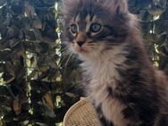 Sensationell !!! Maine Coon Kitten im Wildlook - Frankfurt (Main)