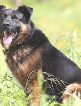 Rocky sucht naturverbundene Familie - Untergruppenbach