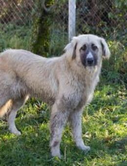 AYLA - gern erkunden und schnüffeln - Overath