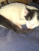 Kitten abzugeben in 74821