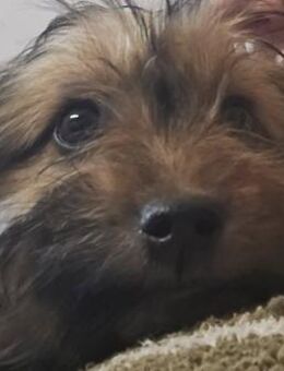 BOZO - herzlos in Eiseskälte ausgesetzt - Seggebruch