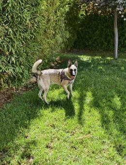 Baco; Malinois auf der Suche nach Glück - Geilenkirchen