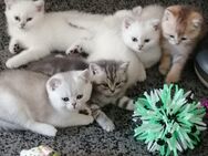 Reinrassige BKH Kitten. - Geislingen (Steige)